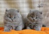 Фото Британские плюшевые котята.